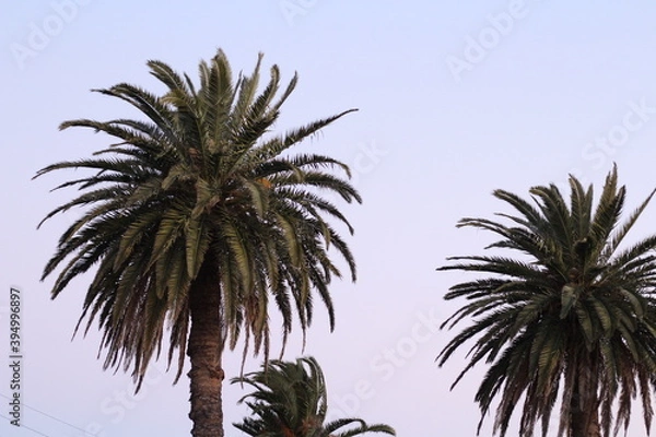 Fototapeta palm trees