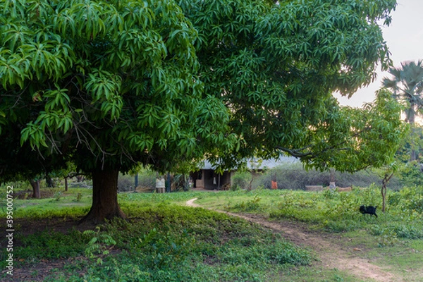 Fototapeta  Paisaje boscoso en la pequeña aldea de Edioungou, en los alrededores de Oussouye, en la región de Casamance, en el sur del Senegal