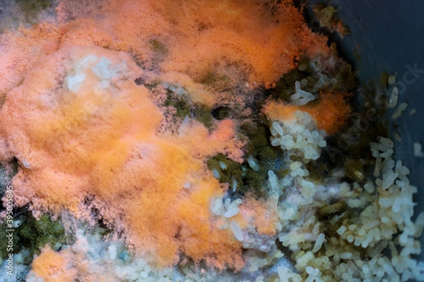 Fototapeta Orange moldy rice in the pot, Spoiled rice ,fungus in rice. It is rotten and has a bad smell.spores will germinate, forming thread like cells called hyphae. green moldy rice.