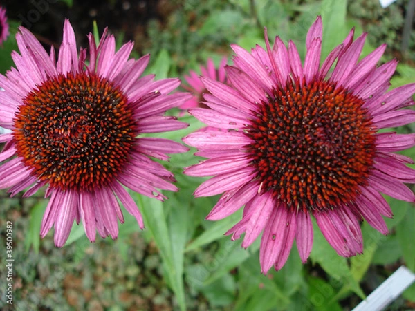 Fototapeta Echinacea