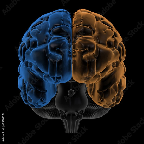 Obraz Hemispheres of the brain front view