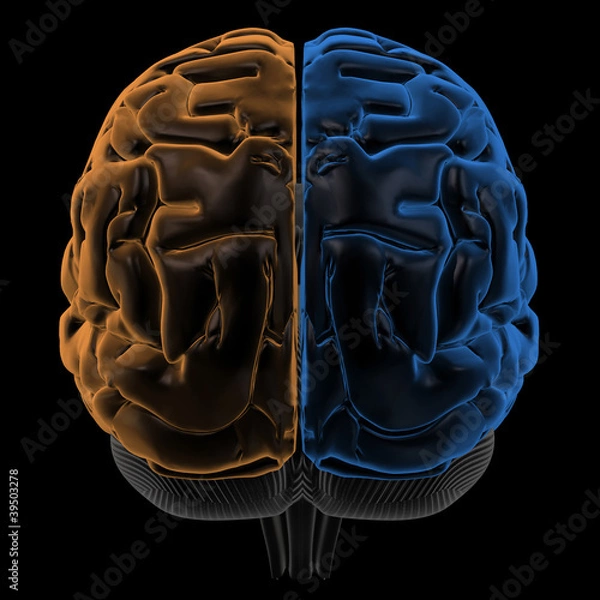 Obraz Hemispheres of the brain back view