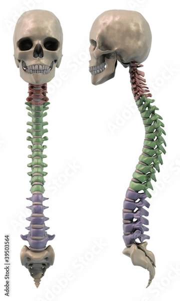 Obraz Sections of the Spine, front and side view