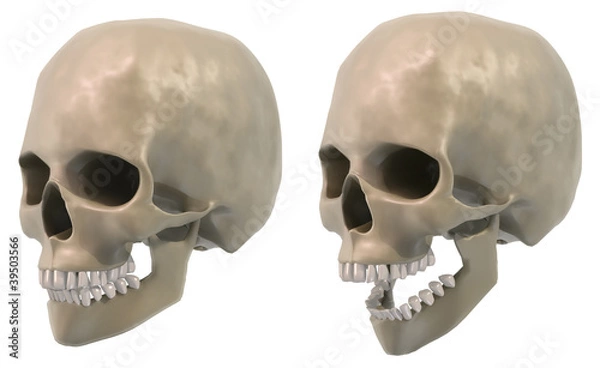 Obraz skull three quarter views