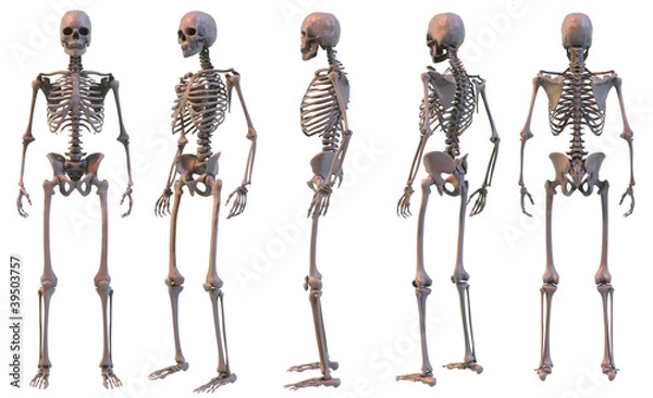 Obraz Skeleton five views