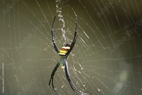 Fototapeta spider on web