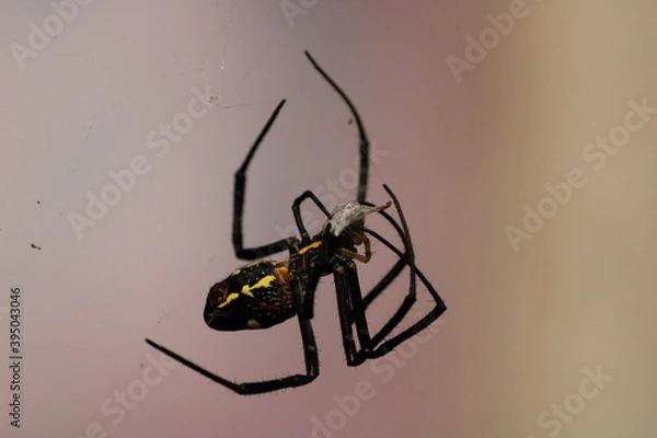 Fototapeta spider on the wall