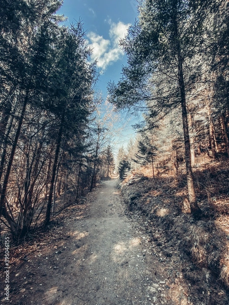 Obraz path in the forest