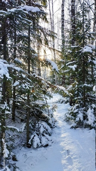 Obraz winter forest