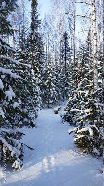 Obraz trail in the winter forest