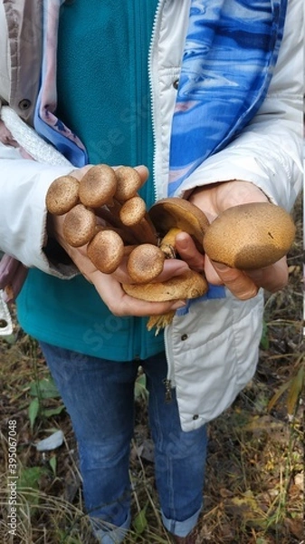 Obraz mushrooms in hands