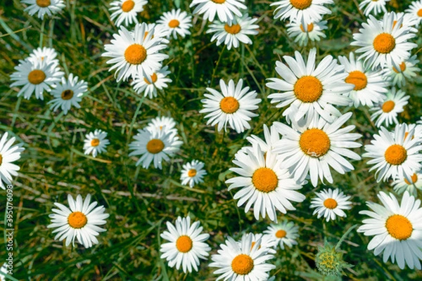 Fototapeta pattern of field daisies on a sunny day