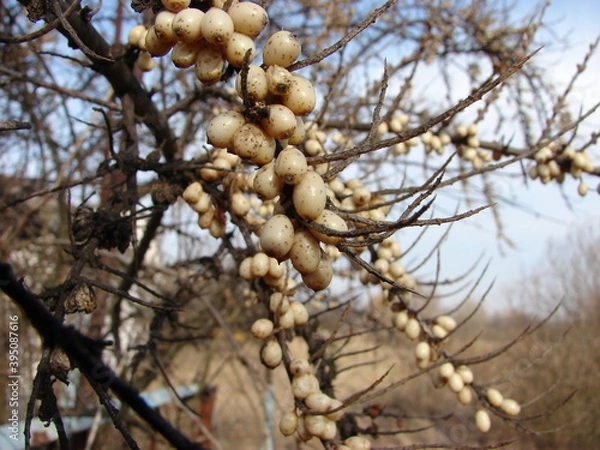 Obraz sea ​​buckthorn berries