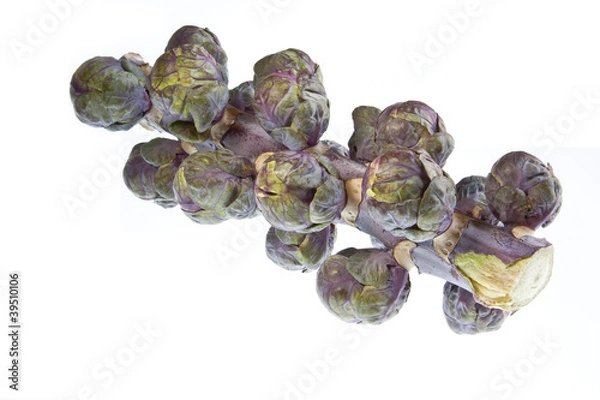 Obraz Czerwone kiełki