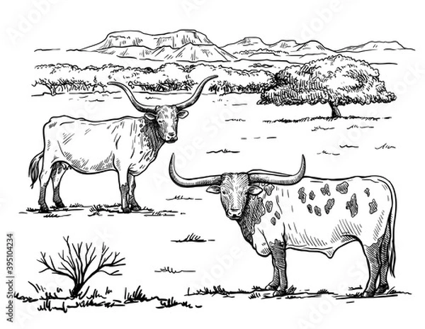 Obraz Breeding cattle. silhouette of a grazing cow. vector illustration isolated on white background