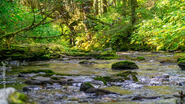 Fototapeta stream in the forest