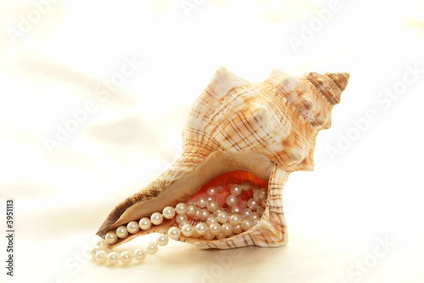 Obraz large conch with pearls