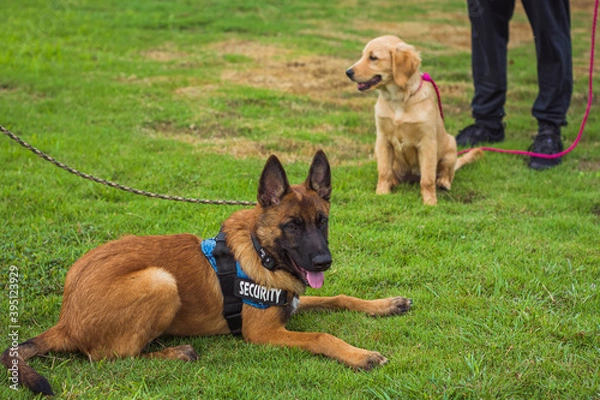 Fototapeta Puppy Playing 