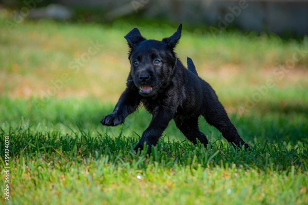 Fototapeta Playing puppys
