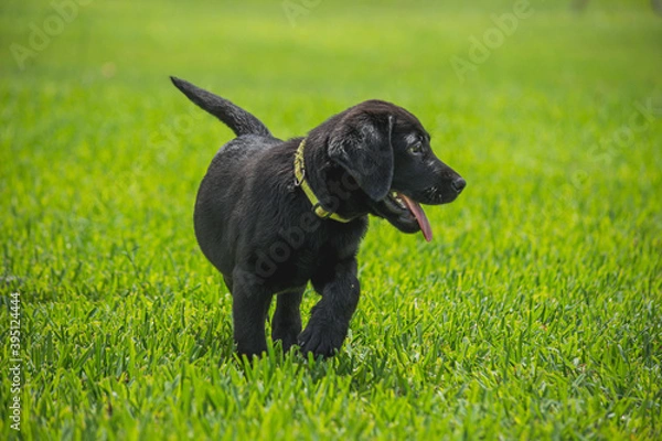 Fototapeta Playing retrievers