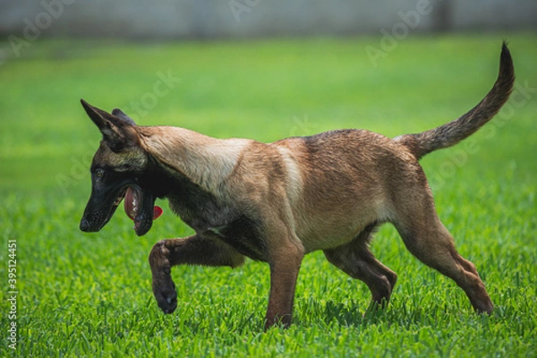 Obraz Malinois puppy