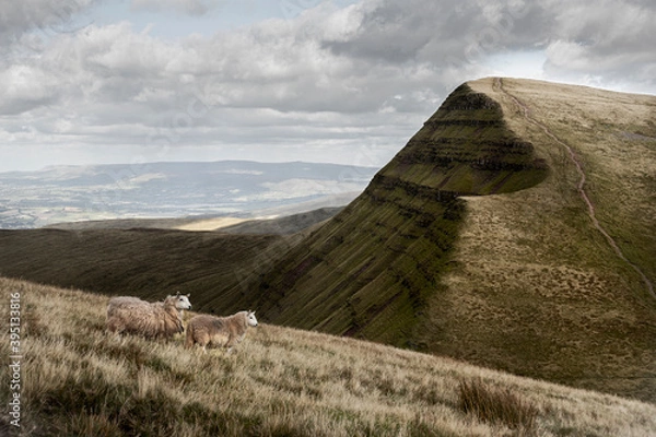 Obraz Two Sheep Grazing Brecon Beacons - UK, Wales