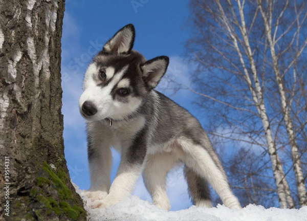 Obraz Siberian Husky Puppy