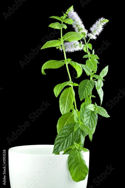 Obraz Mint plant