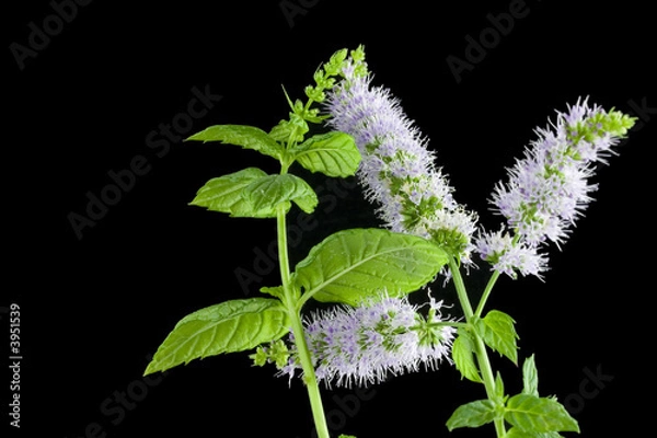 Obraz Mint plant flowers