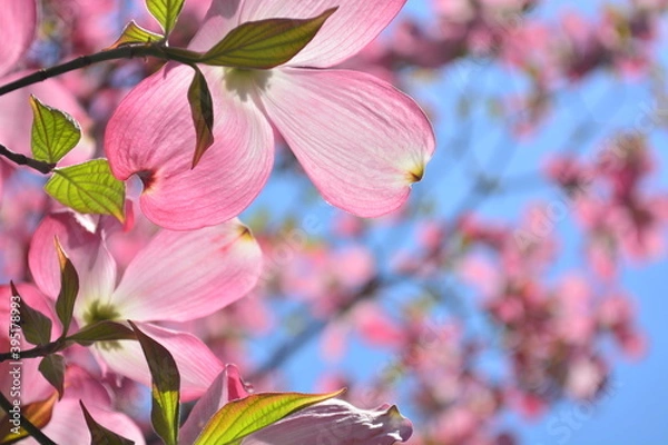 Obraz 日光に当たる桃色のハナミズキ