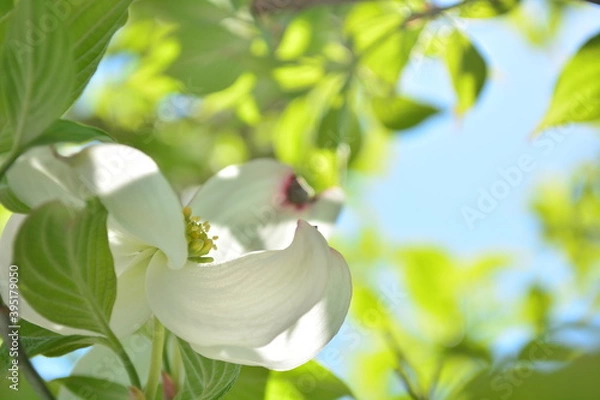 Obraz 木漏れ日と白いハナミズキ