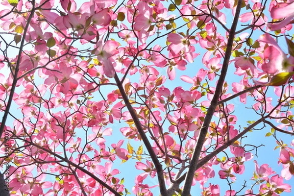 Obraz 青空に咲く桃色のハナミズキ