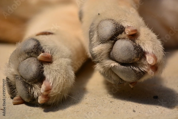 Obraz 柴犬の肉球