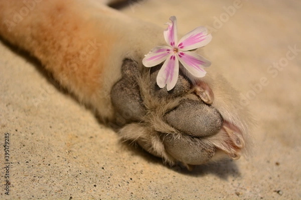 Obraz 柴犬の肉球とかわいいお花