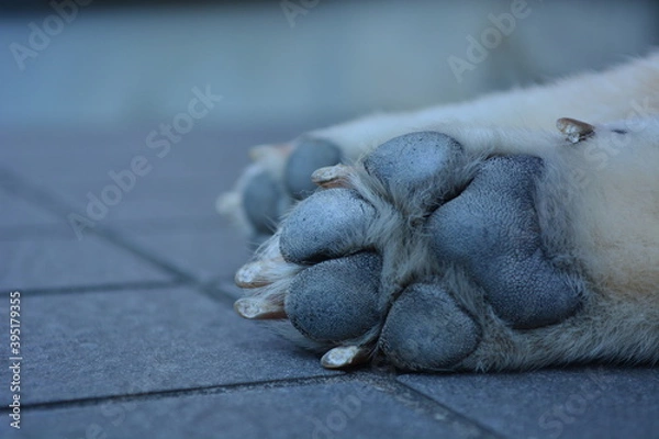 Obraz 柴犬の肉球