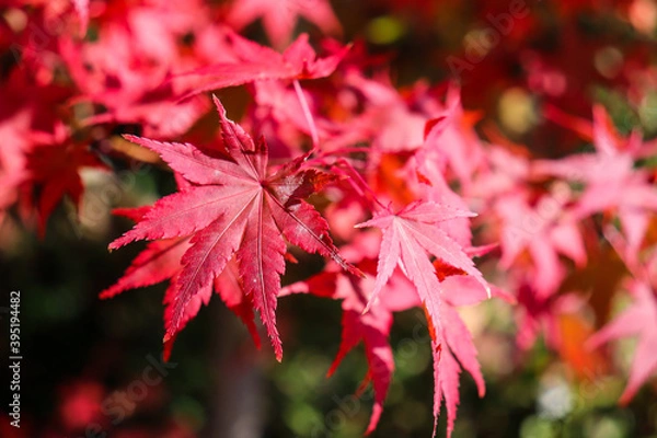 Obraz 紅葉 赤い もみじ 和風 日本 鮮やか