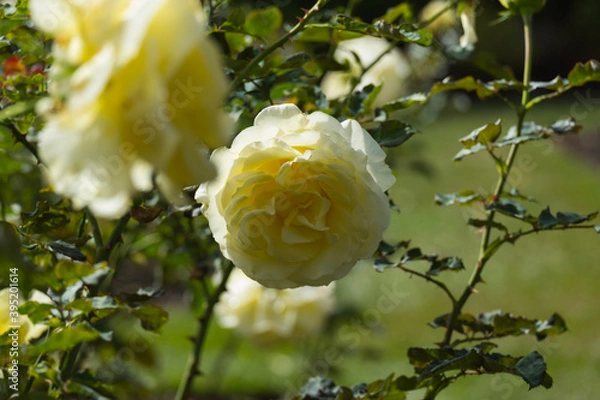 Obraz yellow roses in garden