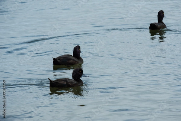 Obraz duck and ducklings