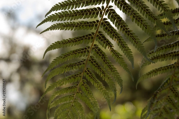 Obraz Fern leaf
