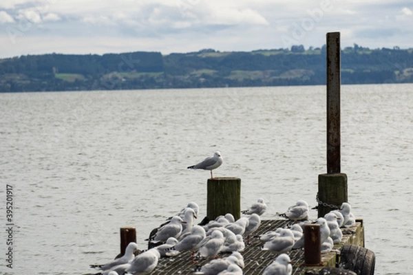 Obraz seagulls on the pier