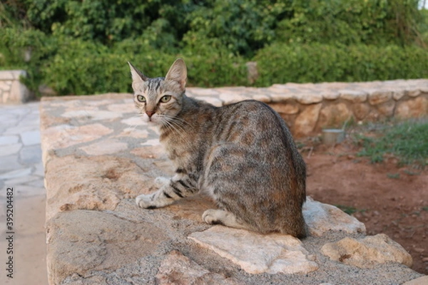 Obraz a Cypriot cat sits on the rocks near the Church