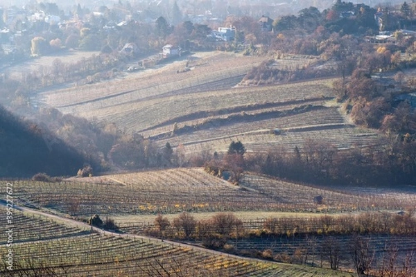 Obraz vineyard in autumn
