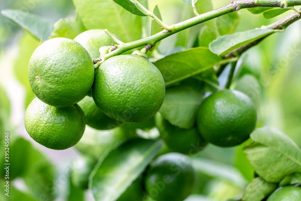 Obraz Fresh lemon and leaves planted in the farm. Fresh lemons are used for cooking and contain vitamin C, which is beneficial for the body.