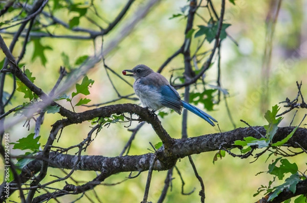 Obraz bird on a branch