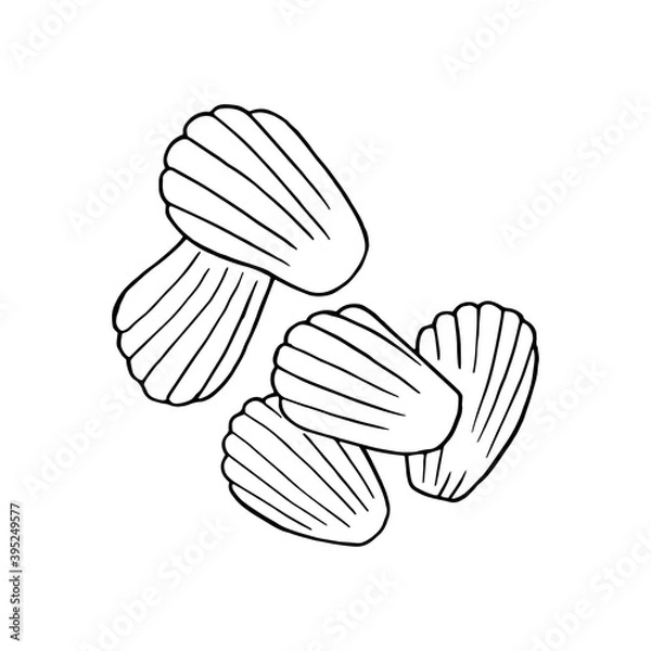 Fototapeta Vector hand drawn madeleine. French cuisine dessert. Design sketch element for menu cafe, bistro, restaurant, bakery, label and packaging. Illustration on a white background.