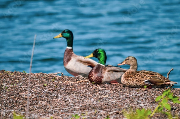 Obraz ducks in the water
