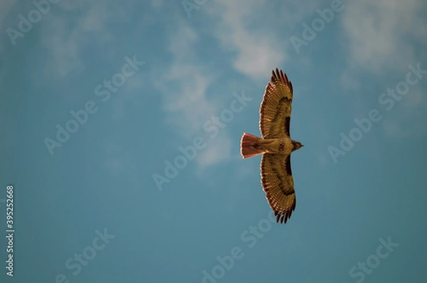Obraz red tailed hawk