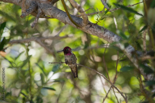 Obraz hummingbird