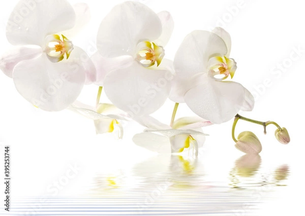 Fototapeta white orchid flower