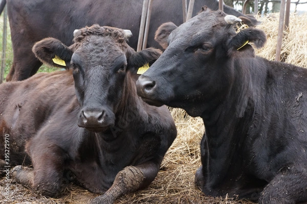 Obraz 北海道弟子屈町の黒毛和牛・日本
